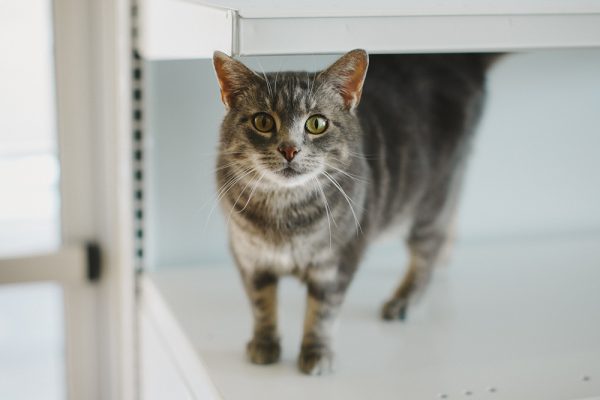 A grey and black cat with green eyes standing on a shelf and looking at the camera