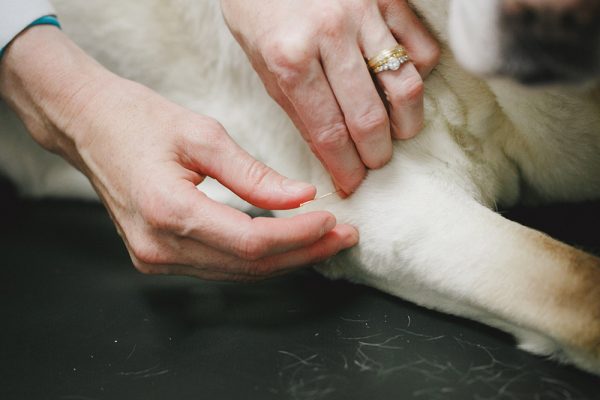 A older yellow labrador receiving acupuncture as a qualified vet places the needles