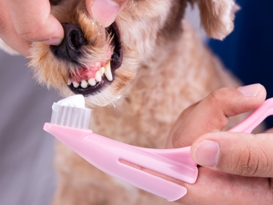 Dog Need Teeth Cleaning