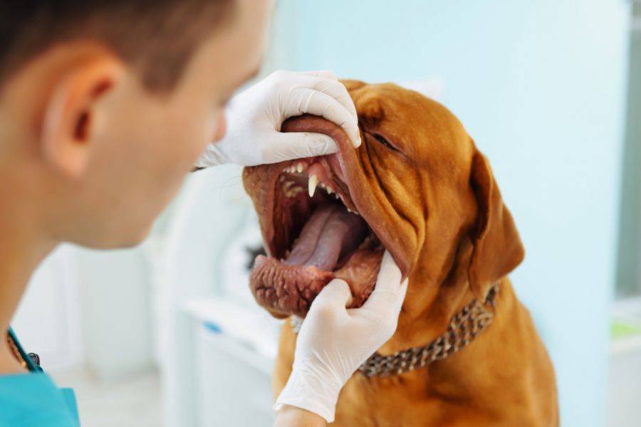 Professional Dental Cleaning for pets