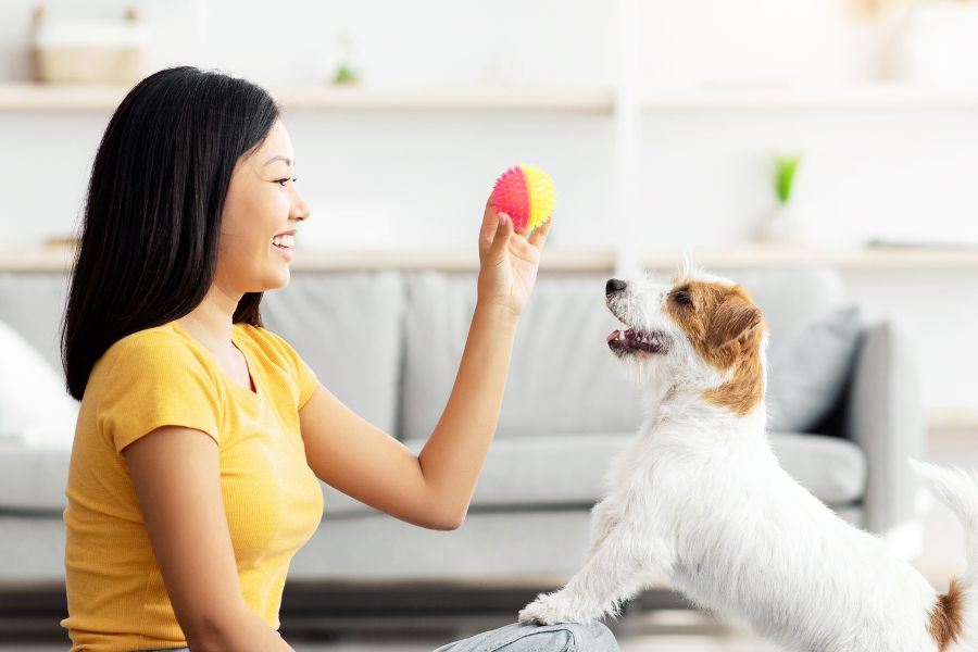 Pet Indoor activities in Winter