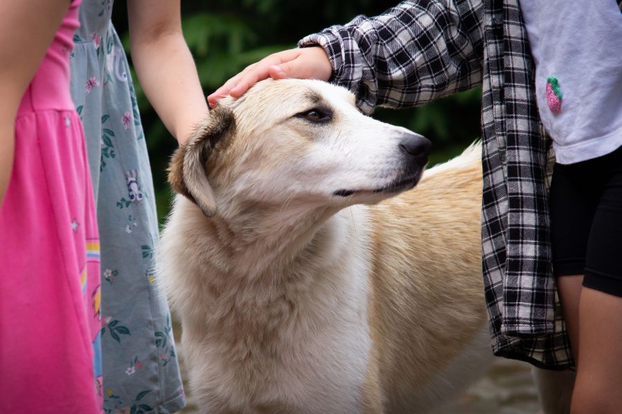 caring-for-a-pet-patience-love-guide