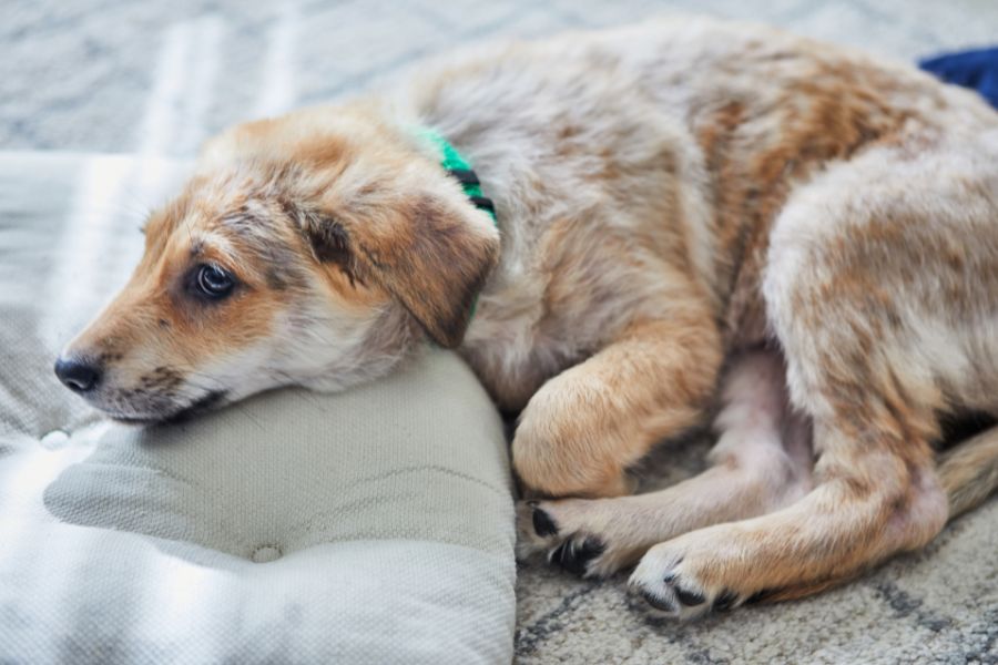 hydrogen-peroxide-dosage-dogs-weight