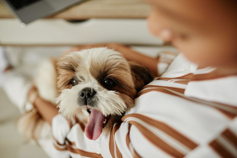 induce-vomiting-dogs-cats-safely-guide