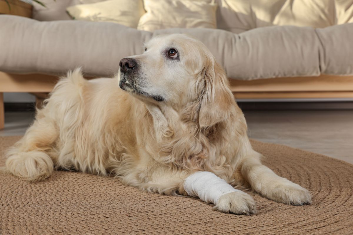 Early Signs of Arthritis in Dogs Every Owner Should Know