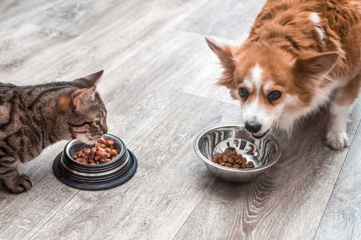 Nutrition Tips for Dogs and Cats