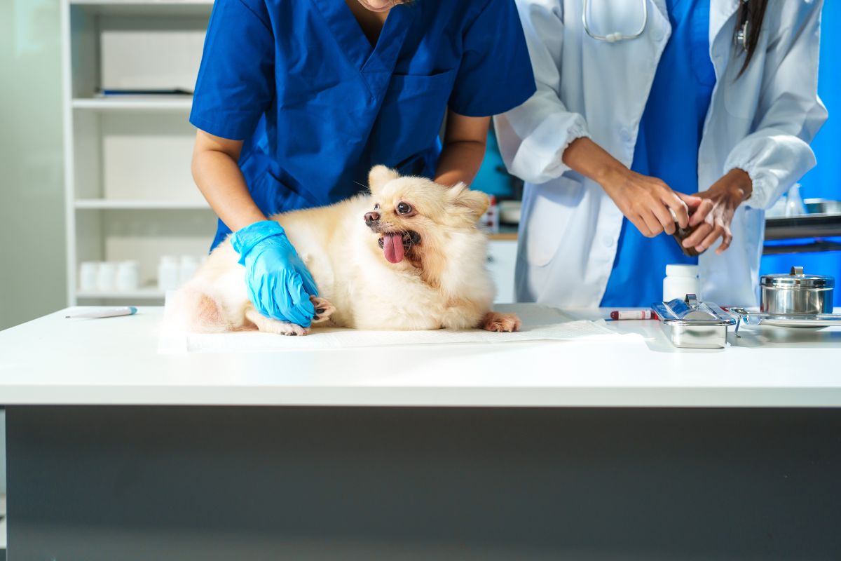 Veterinary Visit Essentials: What to Ask and How to Prepare Each Time